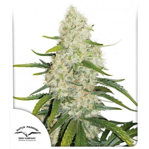 Dutch Passion - Think Big Auto